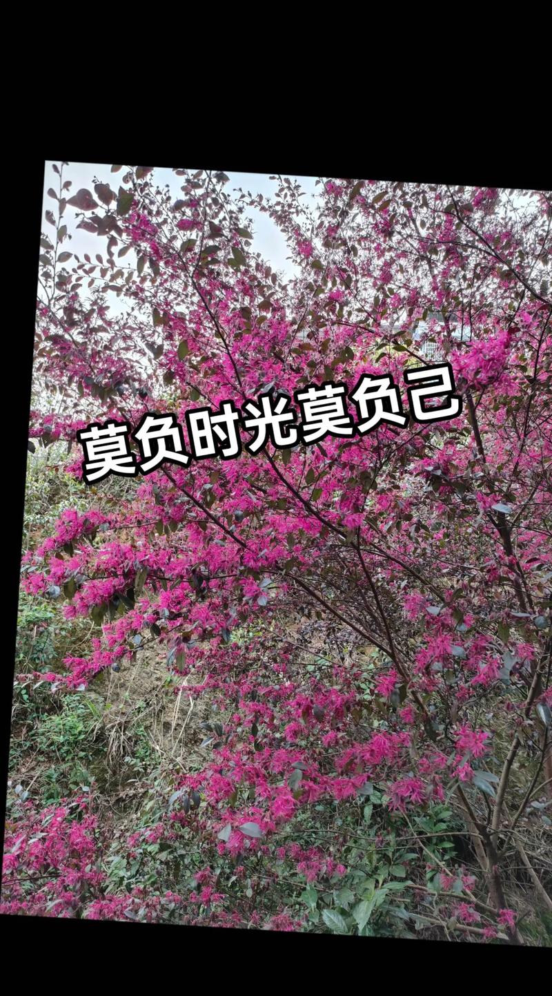 抖音时光的岸上人来了又走，歌曲、资源管理、高效利用与避免浪费