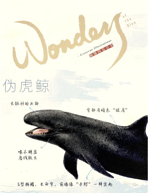 量子特攻，揭秘虎鲸图鉴，探索深海霸主的奥秘