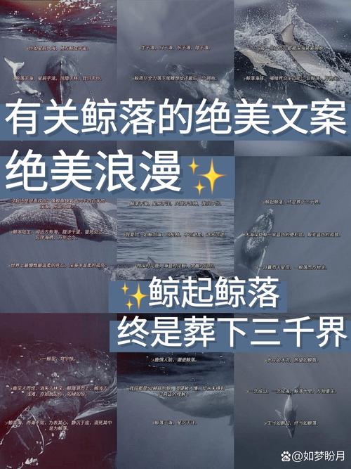 鲸落鲨掉，海洋巨兽的终极浪漫
