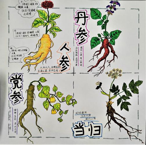 小鸡宝宝考考你，揭秘药学巨著本草纲目的真正作者