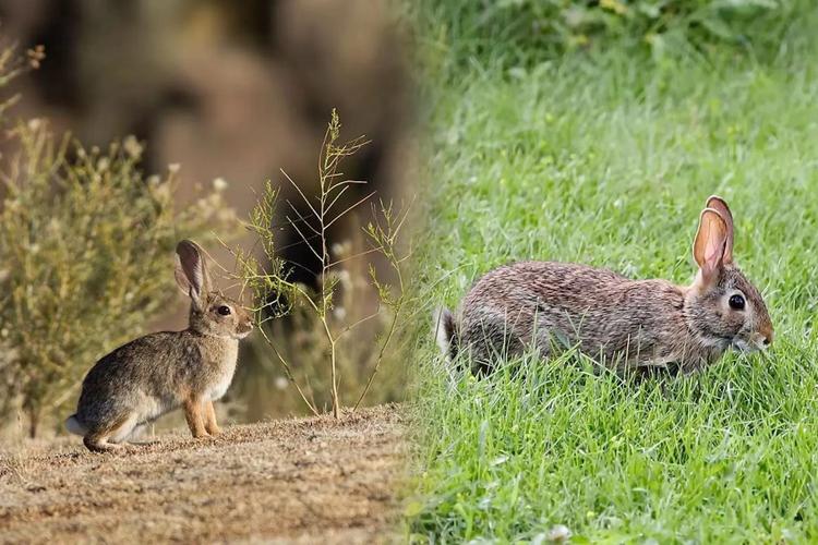 哪种动物的名字颠倒过来可以从动物变成食物，资源管理、技巧、浪费避免与游戏价值最大化