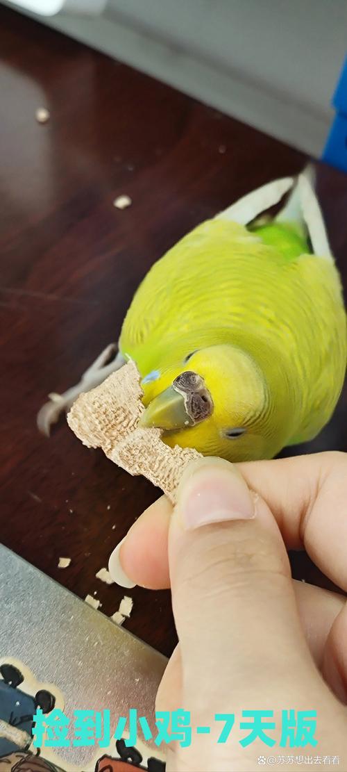 小鸡宝宝考考你，划分南北半球的界线是？在资源管理中的重要性及高效利用策略