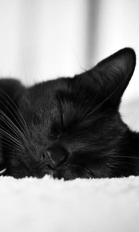 白猫落水，黑猫英勇相救，一句暖心话感动全网