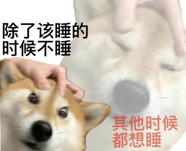 熬夜冠军什么梗？揭秘网络流行语的背后