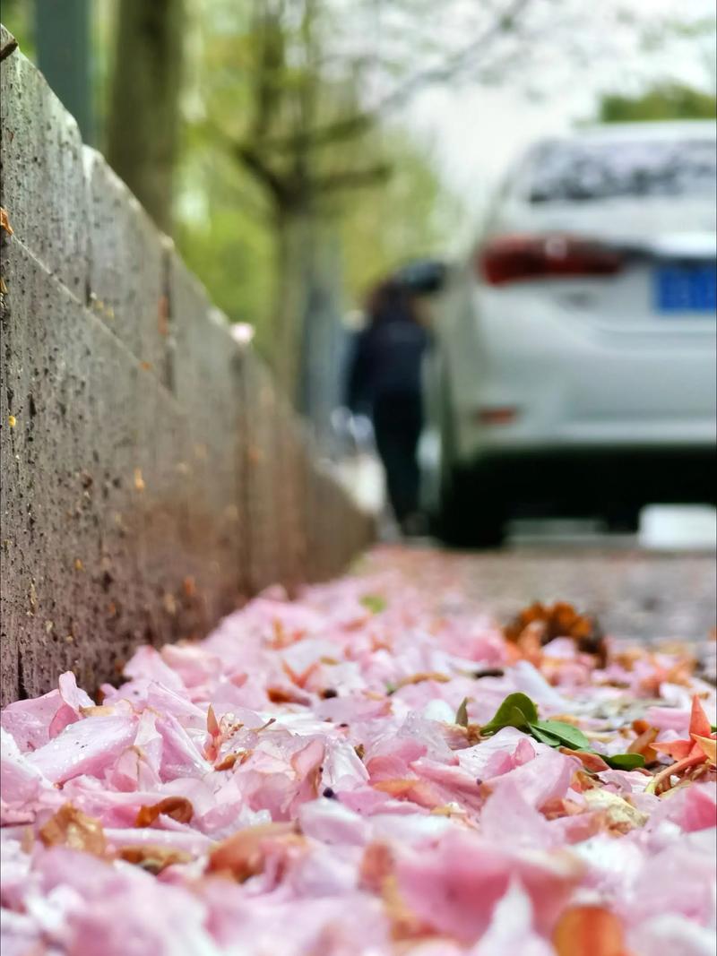 抖音花瓣旋转掉落怎么拍