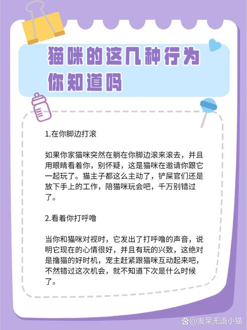 逃出猫咪的房间攻略大全，底层逻辑与操作映射深度解析