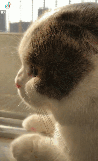 抖音斑布猫动态手机壁纸如何下载