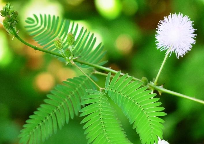 含羞草2024隐藏图究竟有何秘密？带你探索其背后不为人知的精彩