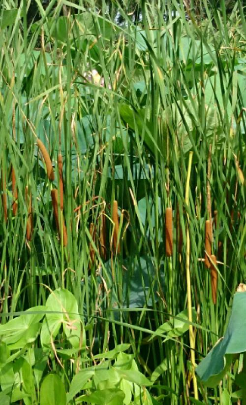 淌一把小荷塘背后的游戏玩法革命预测