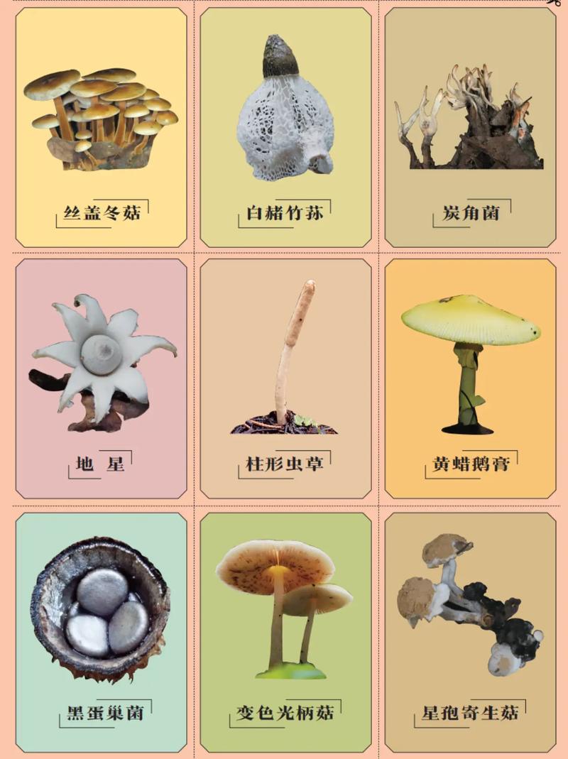 蘑菇旧版本的这些功能你知道吗？