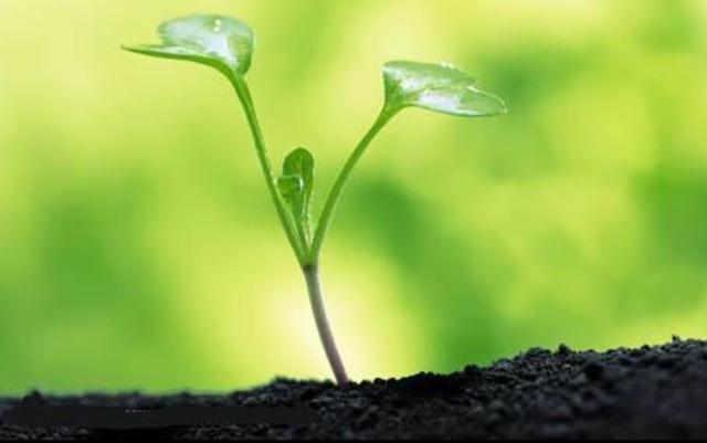 我们曾经是一棵小草出自兄弟梦