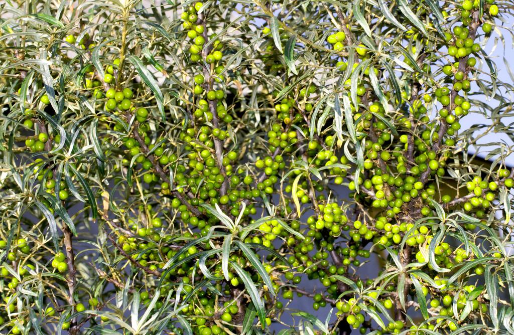 蚂蚁森林的沙棘，在中国西北部的绿色希望