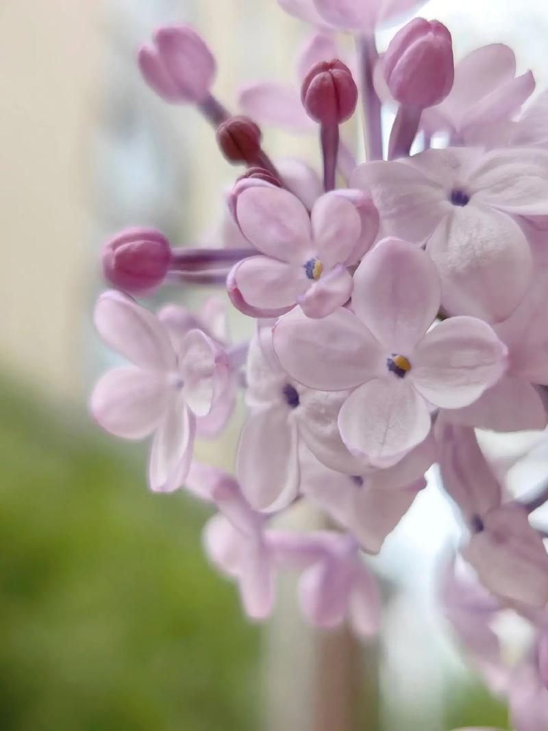 五月丁香花开，你是否了解它的花语和寓意？