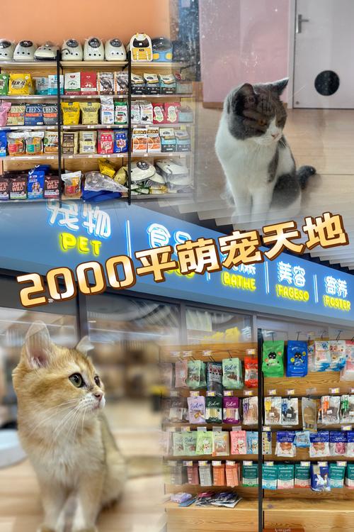 天天放置宠物进阶及效果分享，宠物进阶性价比分析