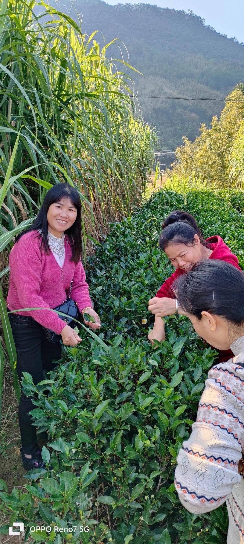 一亿小目标2采茶女攻略方法，采茶女相识方法一览
