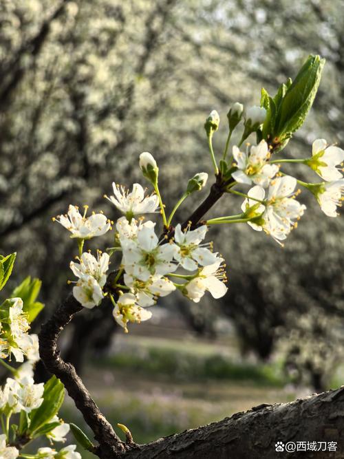 想看丁香花完整视频在线观看？哪里能找到高清流畅的资源？丁香花完整视频在线观看，怎样才能获得最佳的观看体验？想在线观看丁香花完整视频，哪个平台资源全画质优？