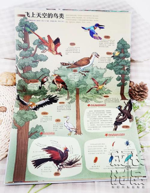 生命简史动物找不到怎么办？生命简史找动物技巧分享