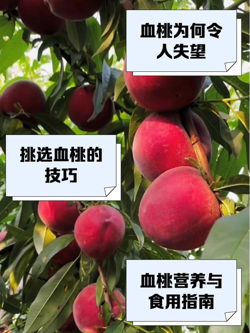 提问：www..com 红桃到底是什么？为何引发全网关注？快来一探究竟