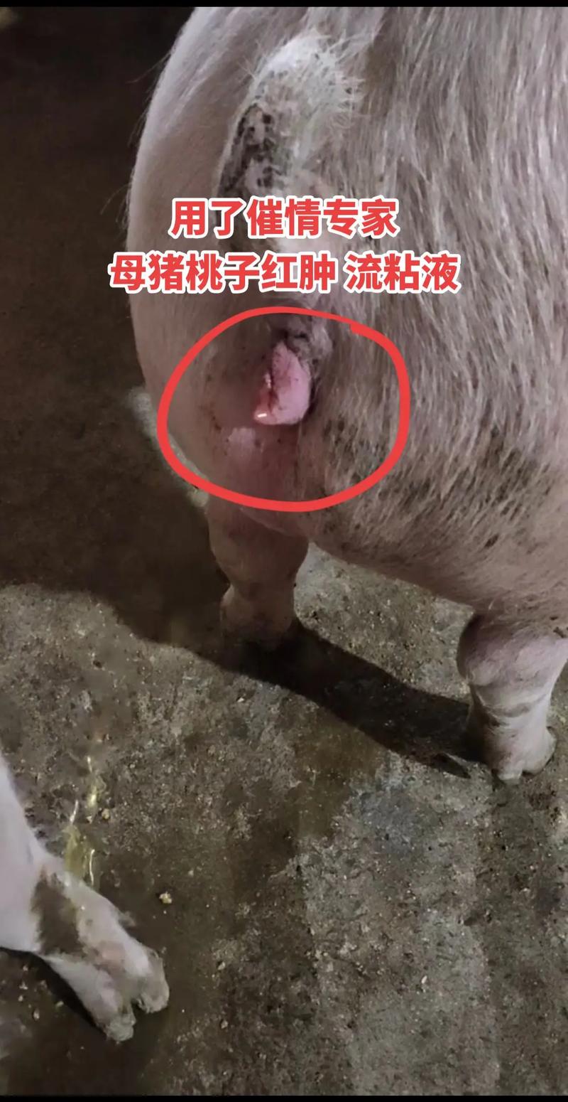 母猪水门照片大揭秘带你了解母猪水门的真实模样及相关特征请注意，展示这类照片可能涉及到不适当或不文明的内容，在实际应用中需谨慎考虑其合理性和必要性