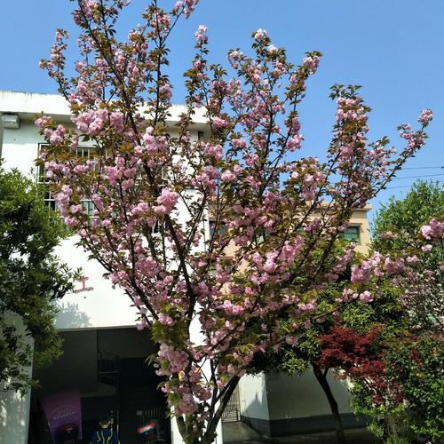 消防员是青马第二季樱花绽放：探索职业精神与自然美的完美融合