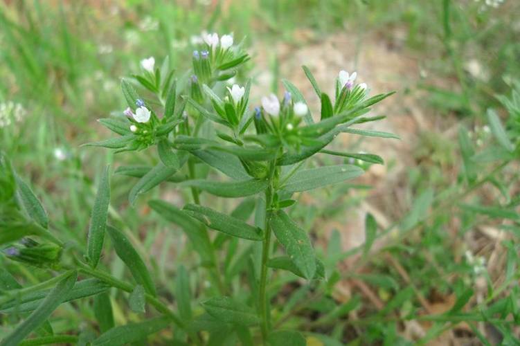 古代人生紫土田种植攻略分享，紫土田种什么农作物最好？