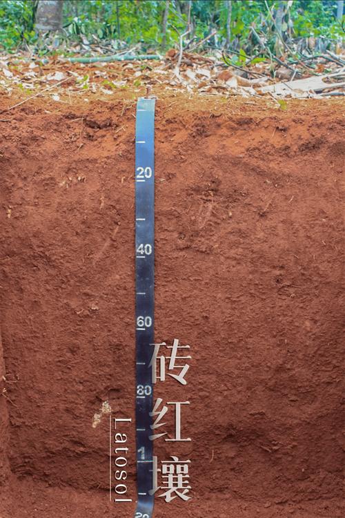 古代人生红壤地种什么最好？红壤地值得购买吗？