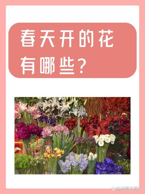 提问：你知道吗？樱花为什么会在春天开花？：🌸探寻樱花春天开花的奥秘，你想知道吗？🌸