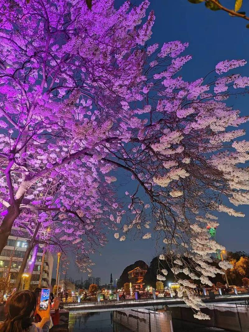 呼吸过度未增减 4.5 樱花，究竟隐藏着怎样的神秘魅力？好奇呼吸过度未增减 4.5 樱花为何能引发全网关注？呼吸过度未增减 4.5 樱花，为何能在网络上掀起热潮？