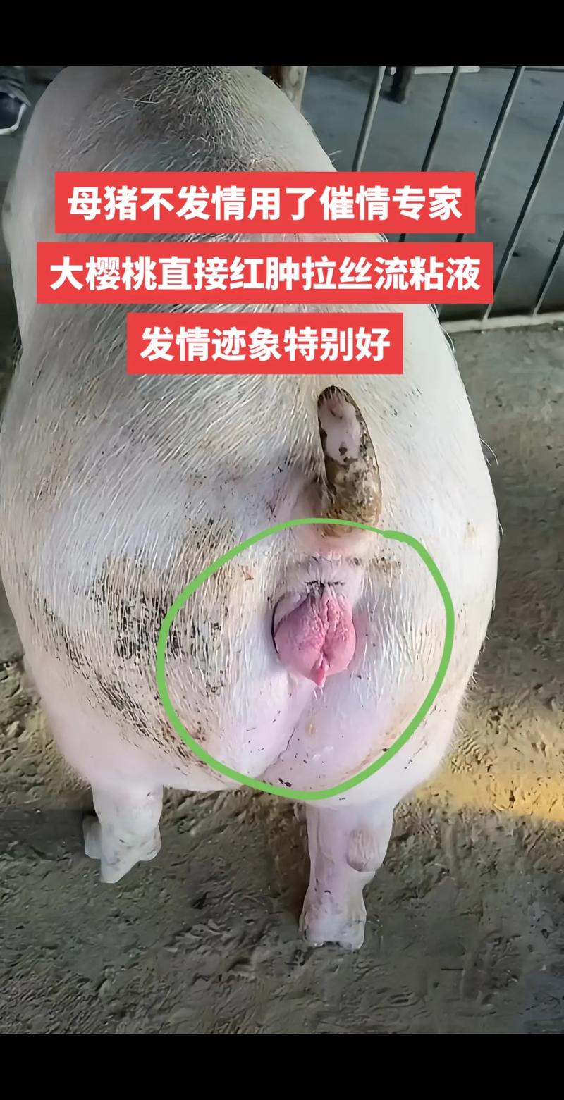 母猪水门特写：揭秘母猪繁殖的关键部位