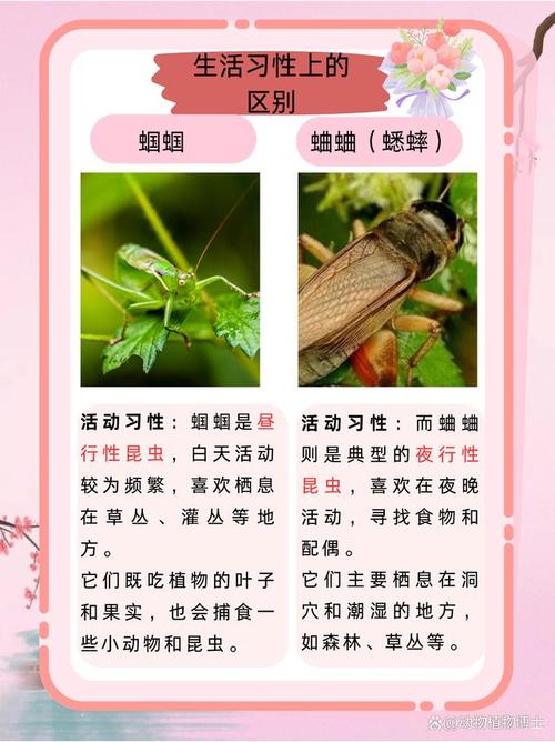 古代人生抓蛐蛐攻略，高品质蛐蛐及蟋蟀获取途径一览在资源管理中的重要性