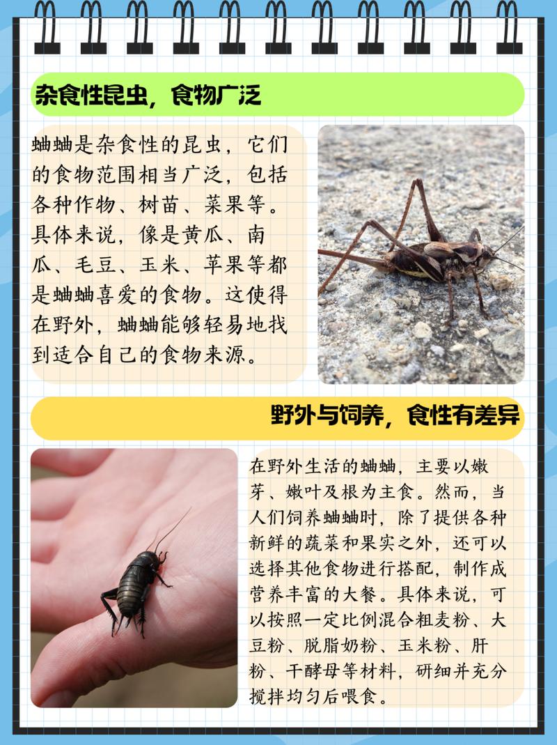 古代人生抓蟋蟀攻略，抓高品级蟋蟀技巧详解