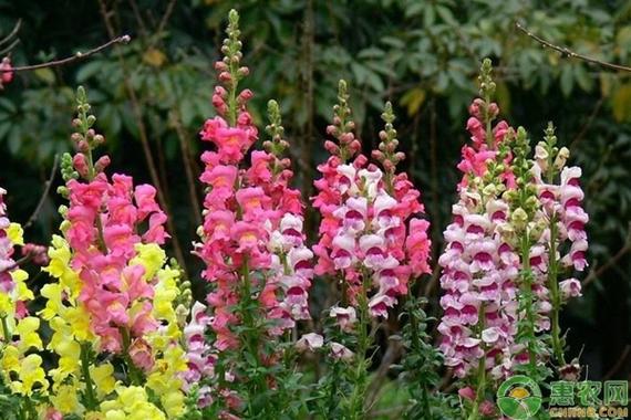 小花仙手游金鱼草种植指南