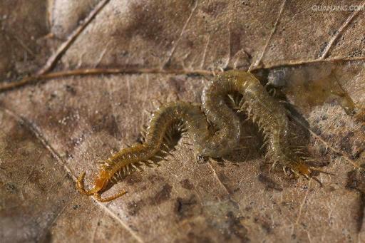 虫虫物语虫子强度节奏榜，虫子优缺及使用技巧详解的演变史专题