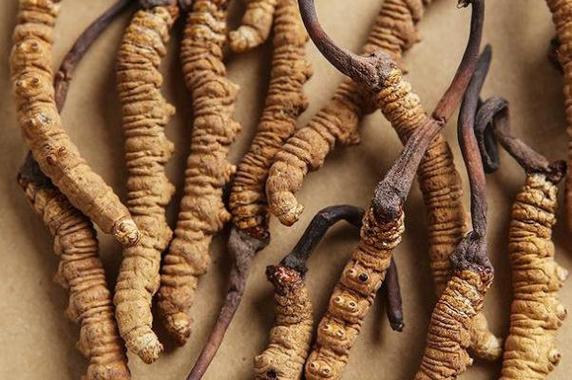 元气骑士冬虫夏草有什么用？冬虫夏草用法详解