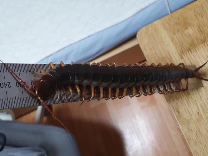 伊洛纳火焰蜈蚣怎么抓？火焰蜈蚣位置及捕捉方法深度解析