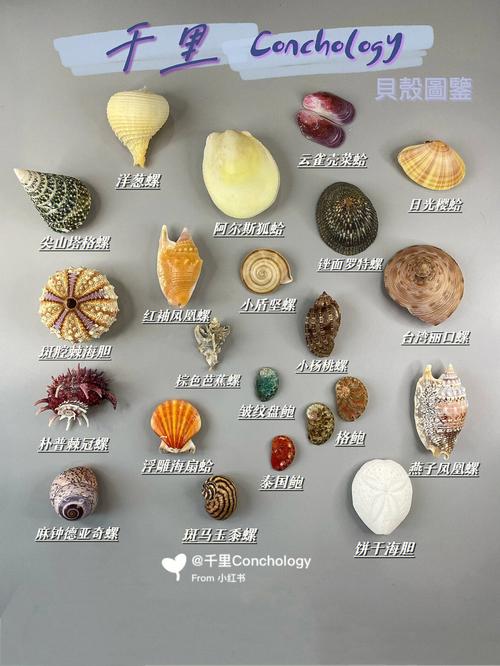 部落与弯刀浅溪镇特产贝壳送礼建议