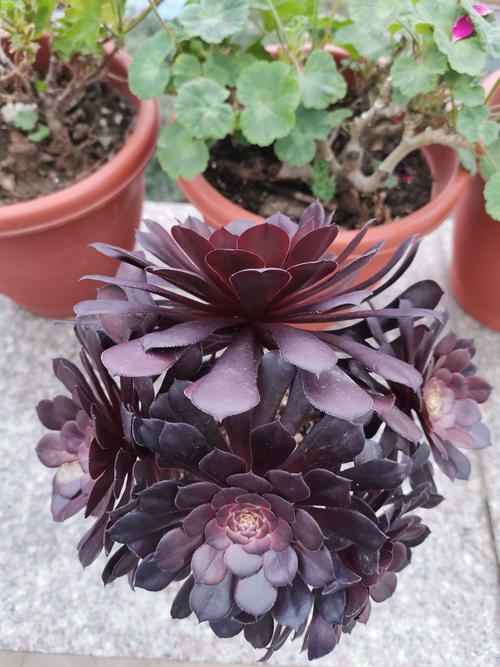 领主总动员，邪灵法师、极地伞灵与疾电之矛英雄玩法介绍