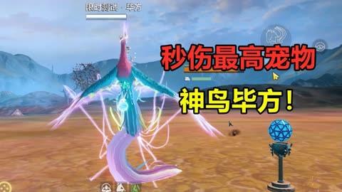 宠物捕捉大揭秘！妄想山海宠物捕捉攻略全解析