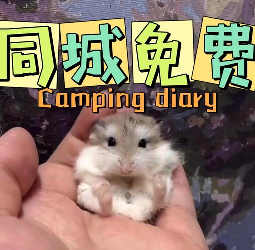 全民养金鼠终极攻略！3天爆肝解锁隐藏小金鼠，手慢无！