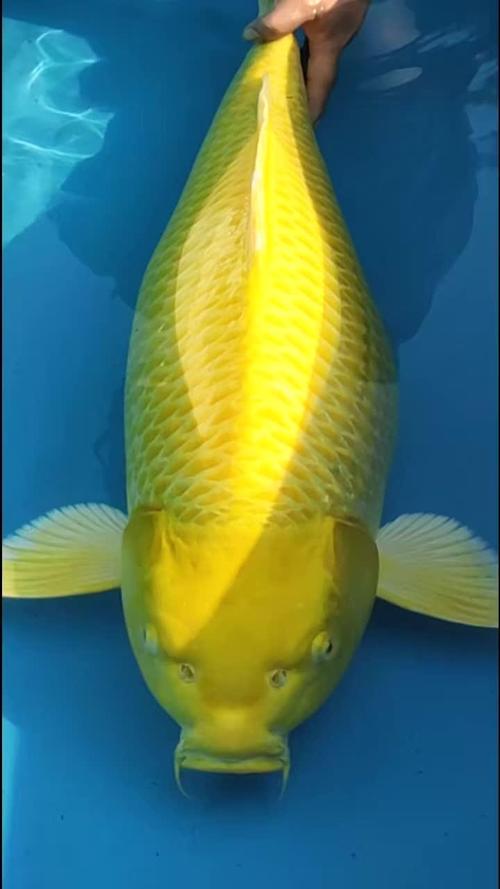 黄金锦鲤到底值不值得抢？灵鱼强度测评让你瞬间明白鱼缸配置秘诀！